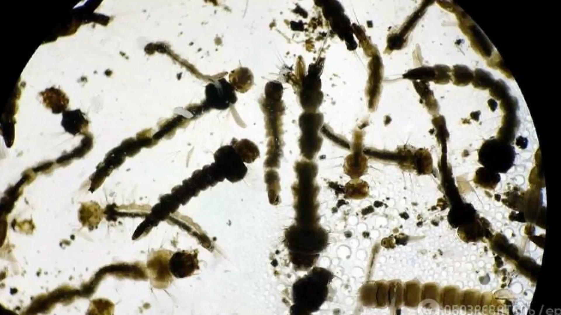 Учені показали, як виглядає новий смертоносний вірус Зіка Учені показали, як виглядає новий смертоносний вірус Зіка