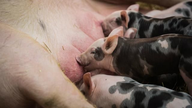 Через свиней у Франції знову заговорили про зняття санкцій із Росії Через свиней у Франції знову заговорили про зняття санкцій із Росії