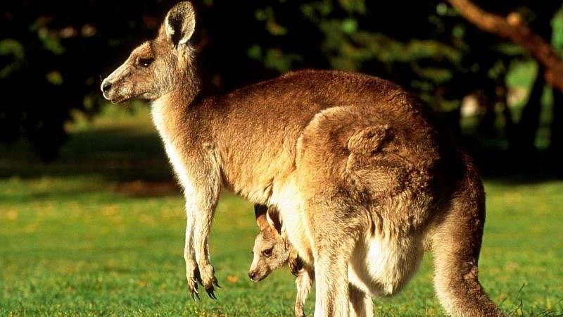 Убийцу почти 20 кенгуру ищут в Австралии