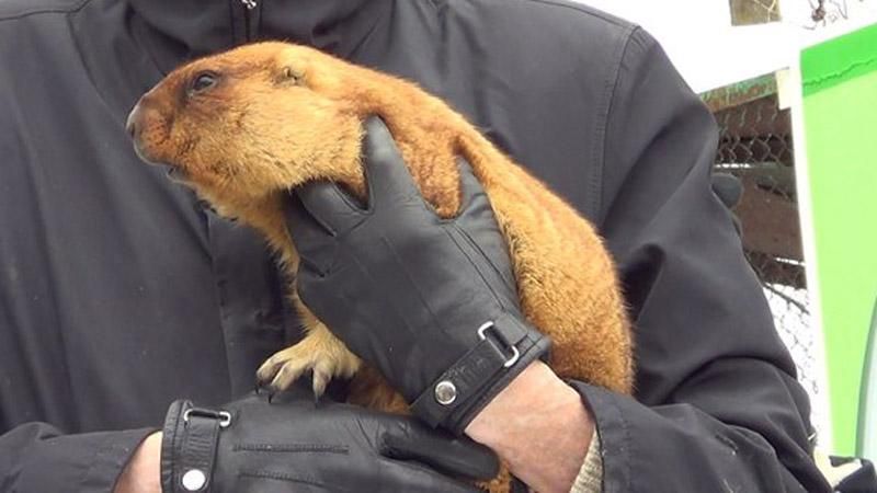 Ранняя весна и доллар по 25: прогноз от сурка на 2016 Ранняя весна и доллар по 25: прогноз от сурка на 2016