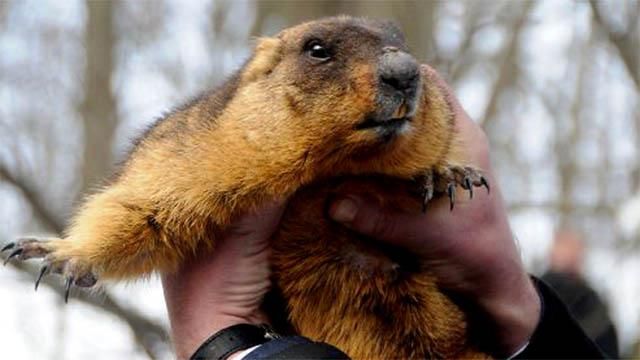 Политические прогнозы от харьковского сурка на 2026: версия "Вестей.UA" Политические прогнозы от харьковского сурка на 2026: версия "Вестей.UA"