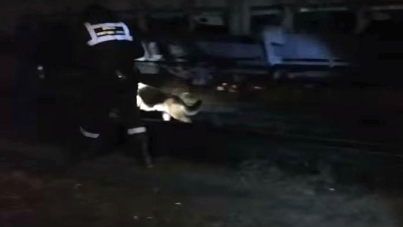 Украинский "капитан Рекс": как служебная овчарка борется с преступностью