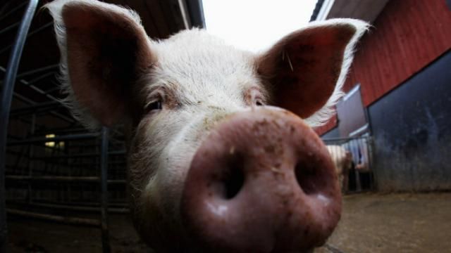 В оккупированном Крыму — вспышка африканской чумы В оккупированном Крыму — вспышка африканской чумы