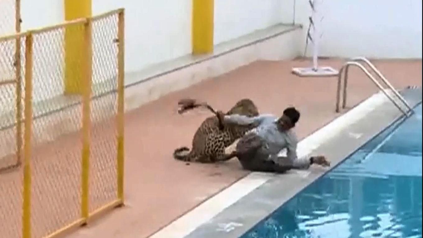 Дикий звір вдерся до школи та покусав до крові вчителів Дикий звір вдерся до школи та покусав до крові вчителів