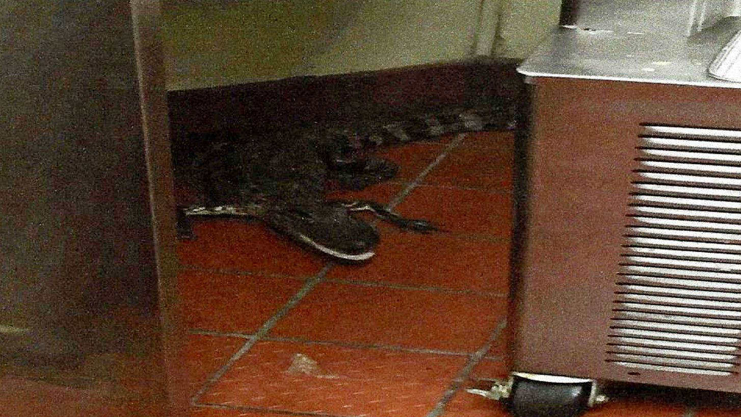 Американця заарештували за жбурляння алігатором Американця заарештували за жбурляння алігатором