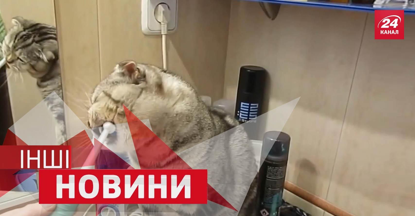 ІНШІ новини. Майстер-клас від любителів халяви. Кіт Вася, який обожнює чистити зуби ІНШІ новини. Майстер-клас від любителів халяви. Кіт Вася, який обожнює чистити зуби