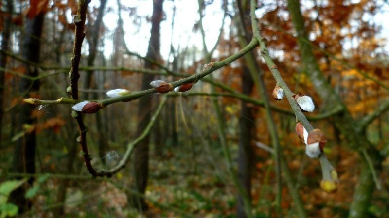В Україні різко потепліє – місцями до +17 В Україні різко потепліє – місцями до +17