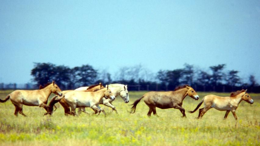 Настоящая гордость Украины — заповедник "Аскания-Нова" - 18 февраля 2016 - Телеканал новин 24 Настоящая гордость Украины — заповедник "Аскания-Нова" - 18 февраля 2016 - Телеканал новин 24