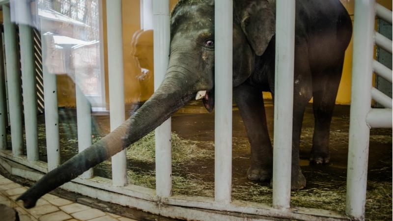 Як у київському зоопарку святкували день народження єдиного слоненяти