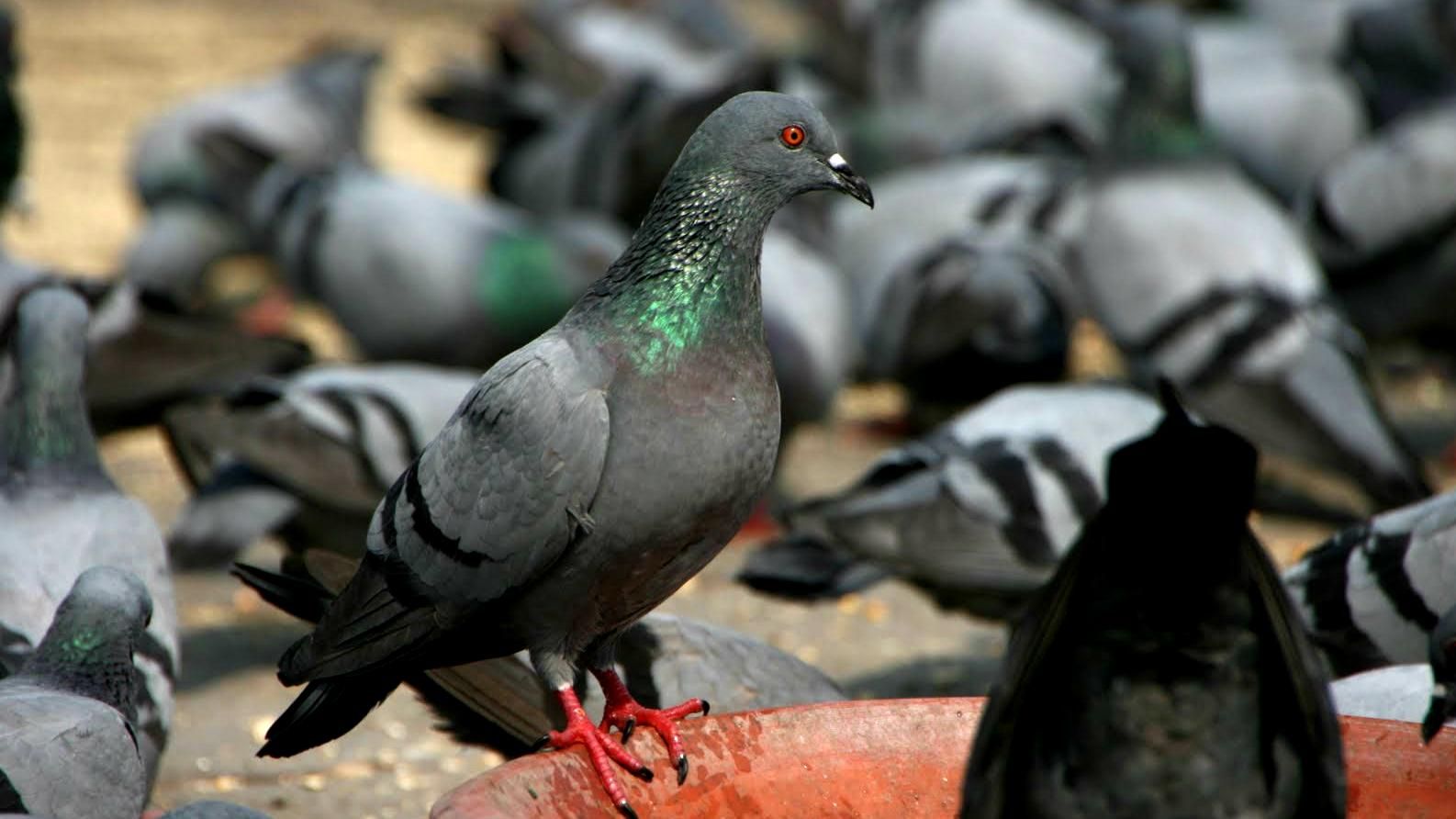 Спасательную операцию для спасения голубя устроила ГСЧС Ивано-Франковска Спасательную операцию для спасения голубя устроила ГСЧС Ивано-Франковска