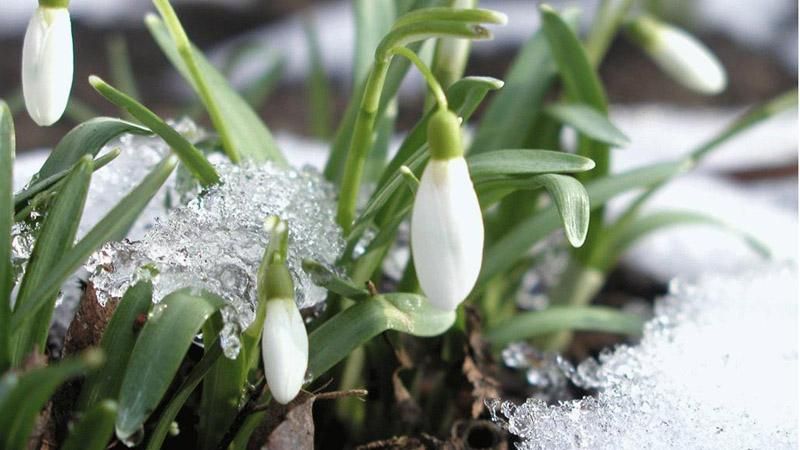 Весна будет холодной Весна будет холодной
