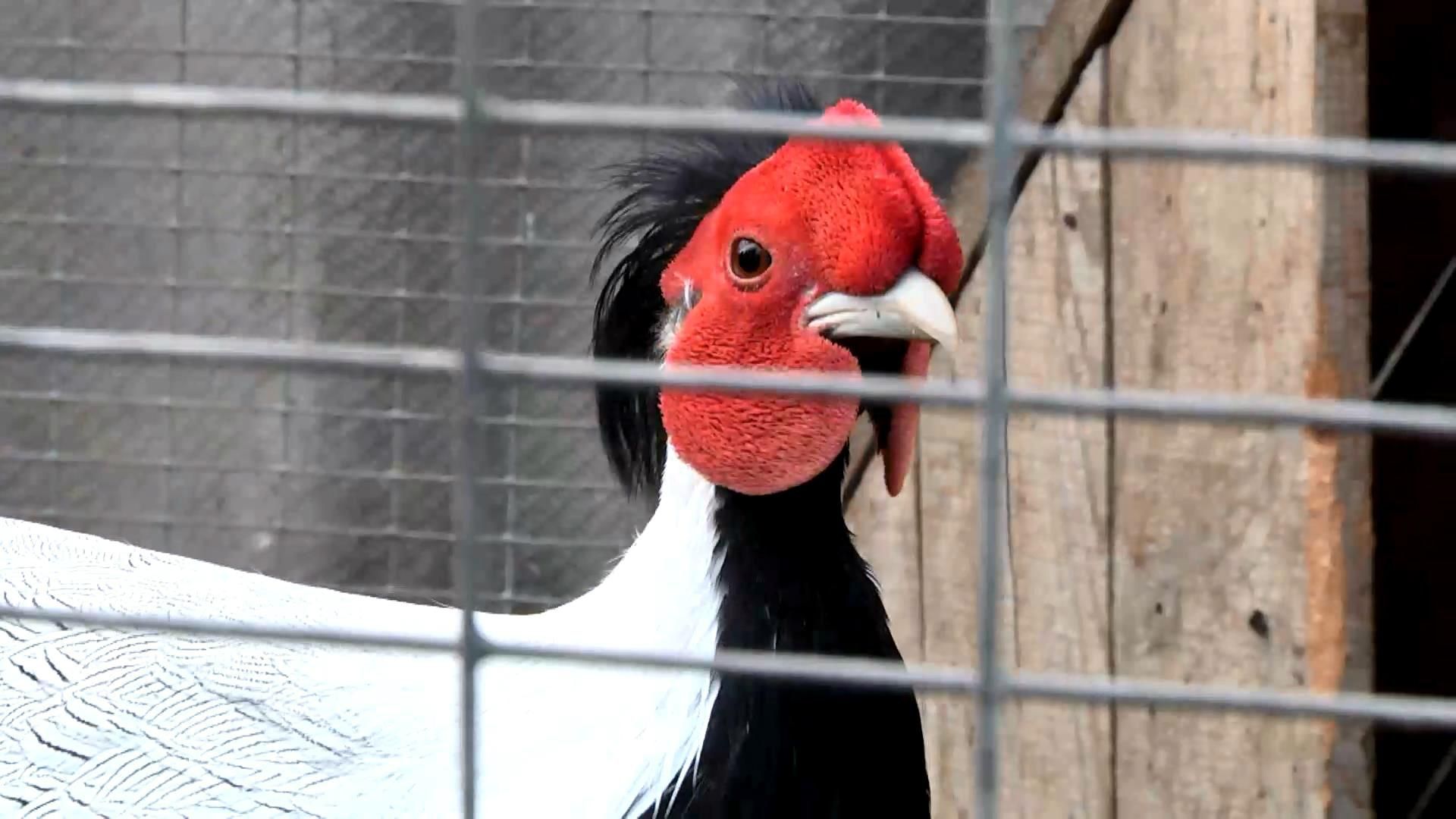 Очередные животные-предсказатели дали неожиданный прогноз на весну Очередные животные-предсказатели дали неожиданный прогноз на весну