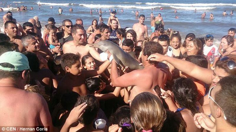 В Аргентине дельфина убили селфи
