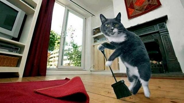 Кіт-прибиральник розсмішив мережу завзятим миттям підлоги
