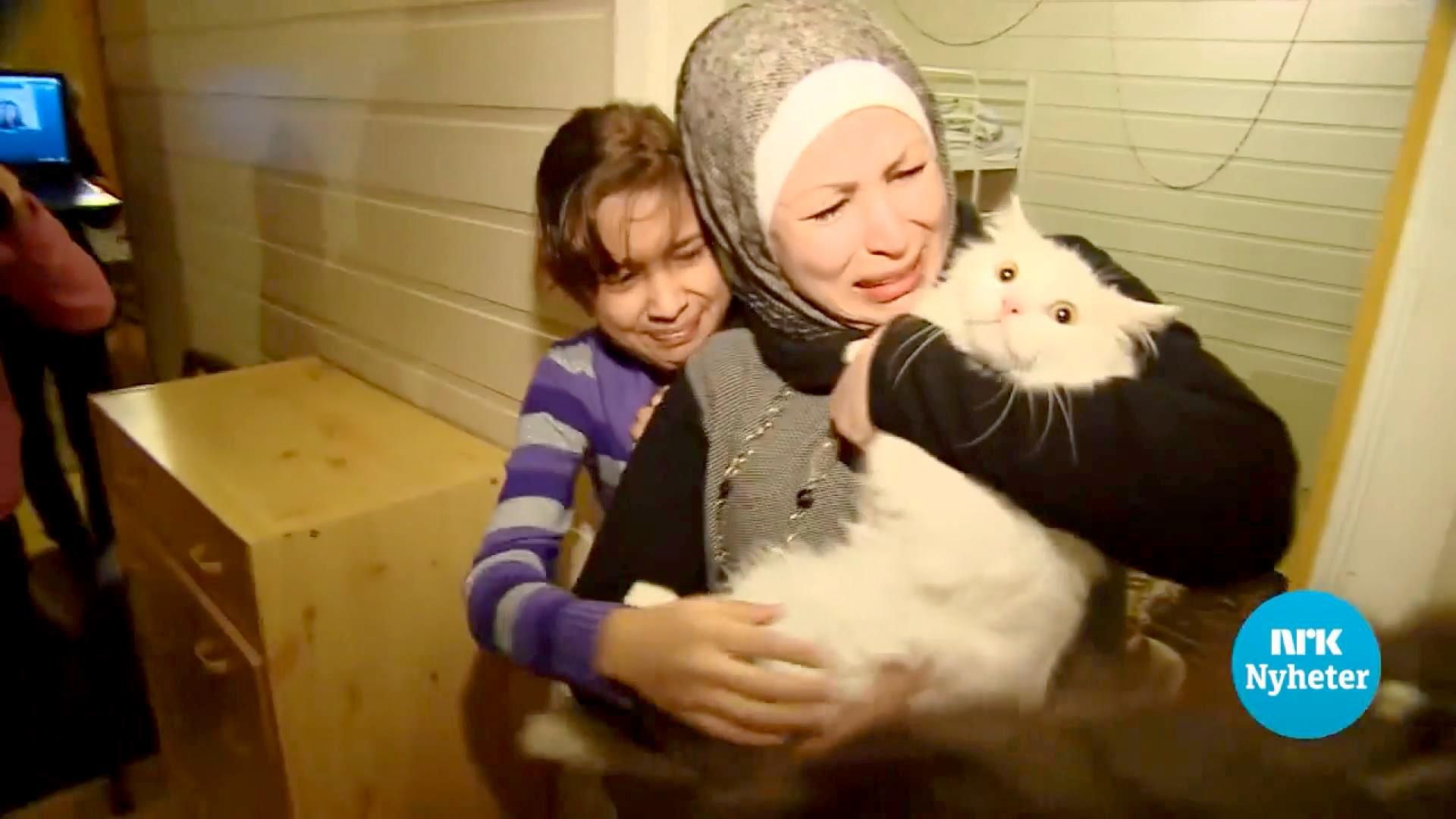 Драматическая история кота-беженца: как нашлись хозяева Драматическая история кота-беженца: как нашлись хозяева