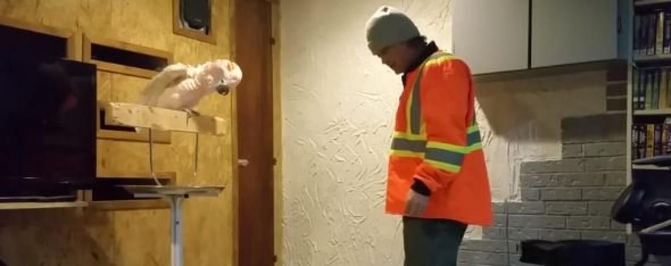 Сеть покорил попугай, который истерит и ругается Сеть покорил попугай, который истерит и ругается