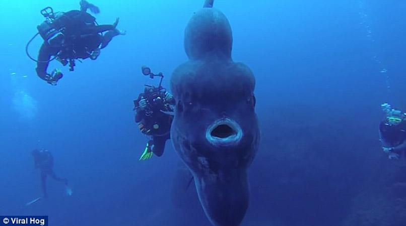 Встреча с рыбой-луной: впечатляющее видео с глубин океана