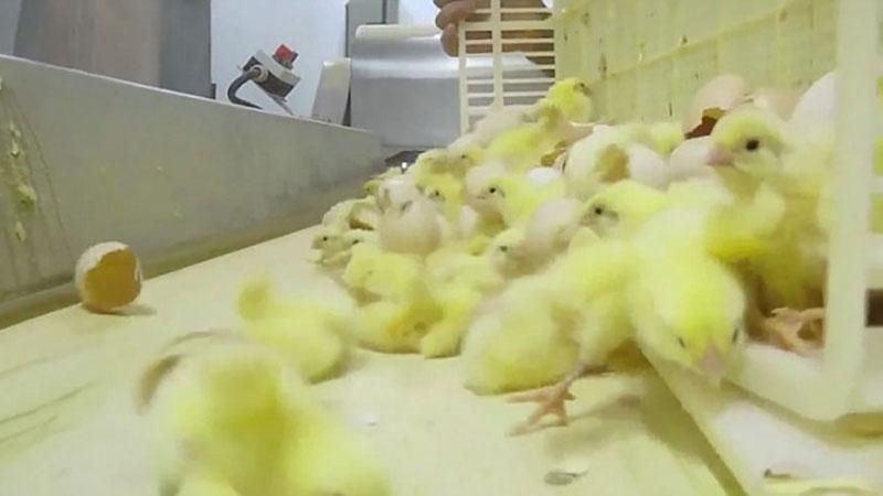 Шокирующее видео: как мучают маленьких цыплят на птицефабрике (18+)
