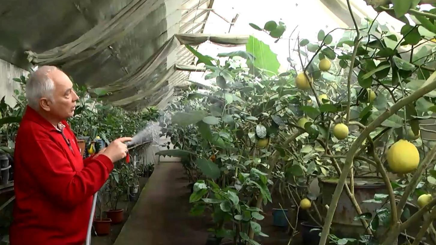 Как киевский изобретатель выращивает в Украине тропическую экзотику Как киевский изобретатель выращивает в Украине тропическую экзотику