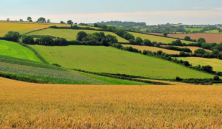 Нардеп рассказал, как бороться с коррупцией в агросекторе Нардеп рассказал, как бороться с коррупцией в агросекторе