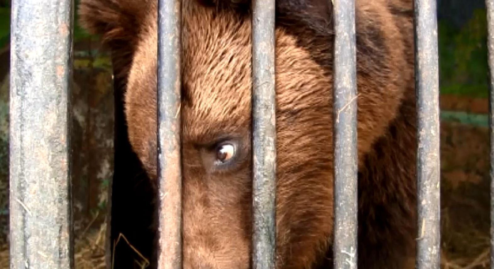Как в Луцке спасают брошенных на произвол судьбы медведей