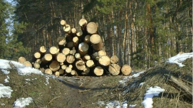 Еколог вимагав хабарі за дозвіл вирубувати дерева 