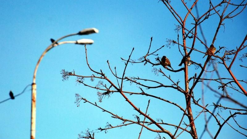 Весна настає. Завтра в Україні до +17 Весна настає. Завтра в Україні до +17