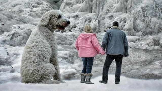 Американець зробив зі своєї собаки зірку інтернету Американець зробив зі своєї собаки зірку інтернету