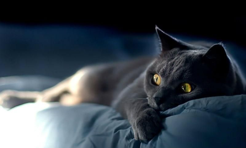 Кошачий язык расшифруют через 5 лет Кошачий язык расшифруют через 5 лет