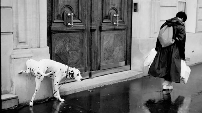 Що варто знати власникам собак: важливо Що варто знати власникам собак: важливо