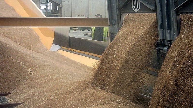 Моторошна смерть. Чоловік загинув під завалами зерна Моторошна смерть. Чоловік загинув під завалами зерна