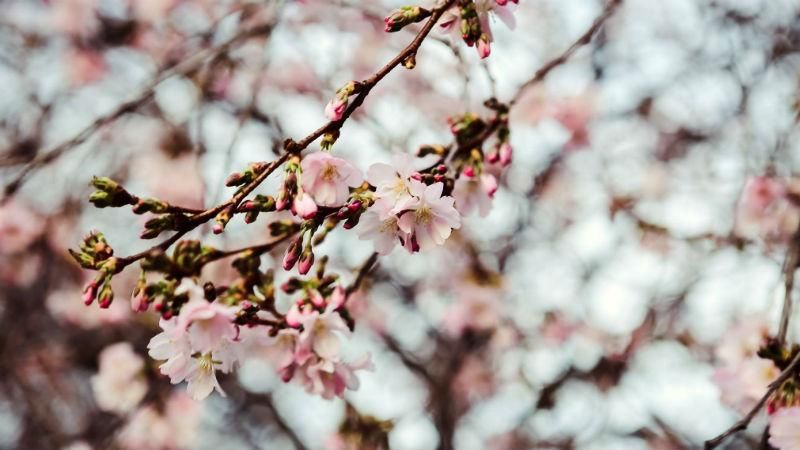 Весна прийшла: в Мукачевому передчасно розцвіла сакура Весна прийшла: в Мукачевому передчасно розцвіла сакура