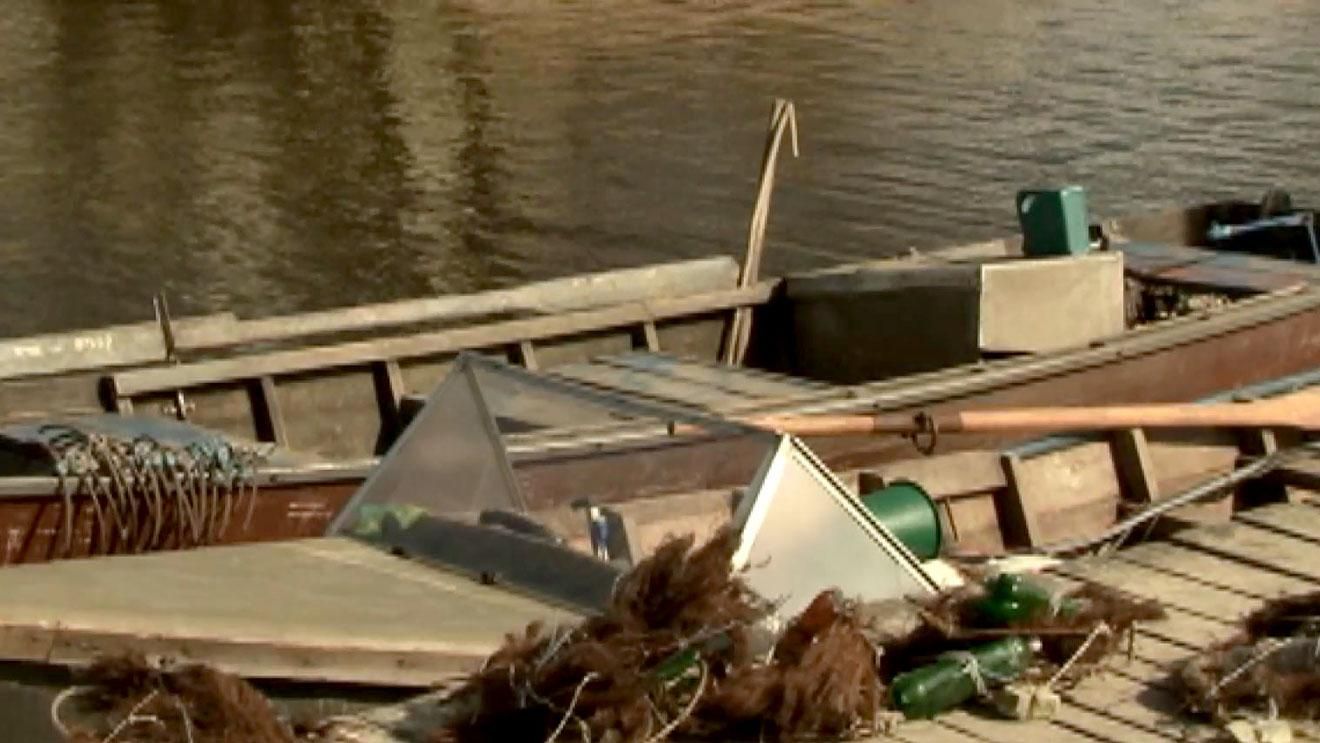 Как ученые спасают популяцию рыбы на Днепре Как ученые спасают популяцию рыбы на Днепре