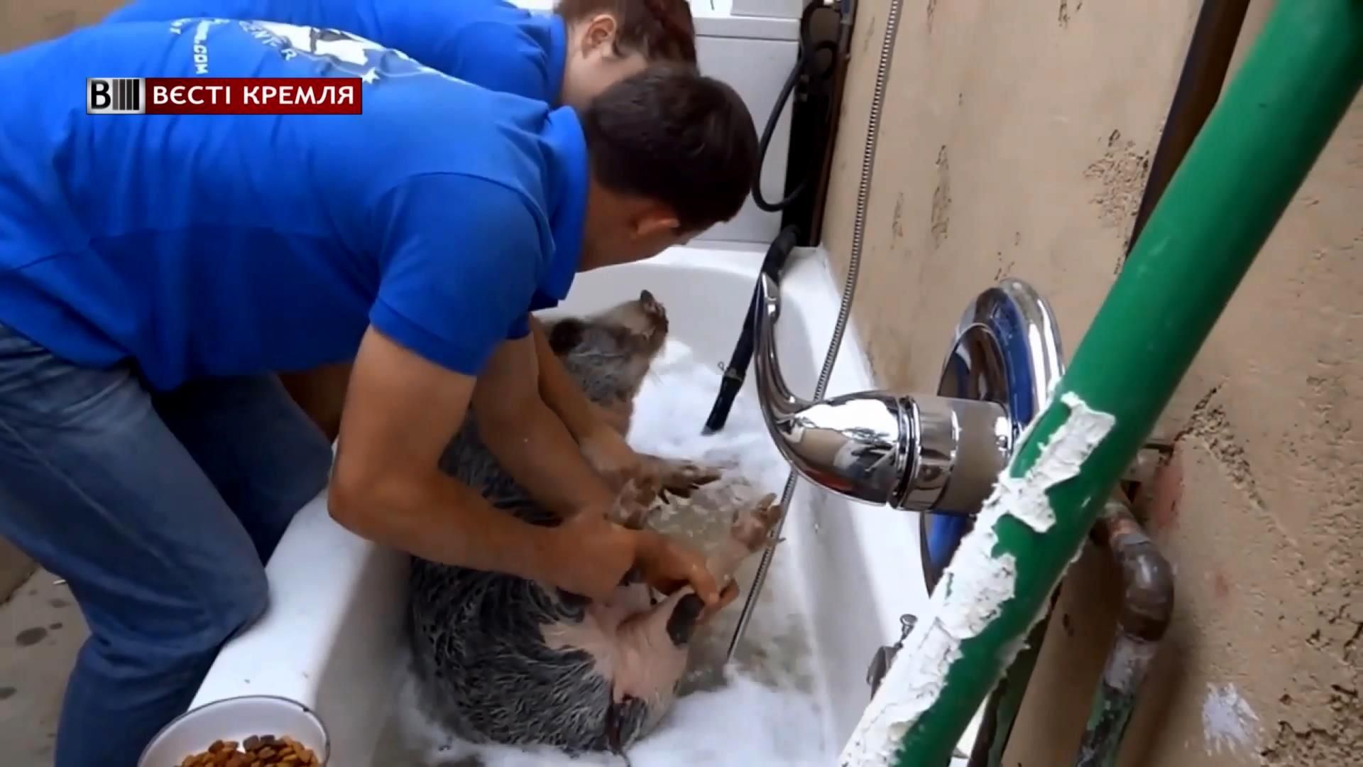 Россиянка завела в квартире домашнего кабана Россиянка завела в квартире домашнего кабана