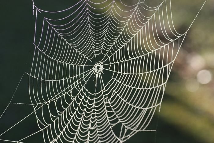 Как змея попала в сети самого опасного паука Австралии