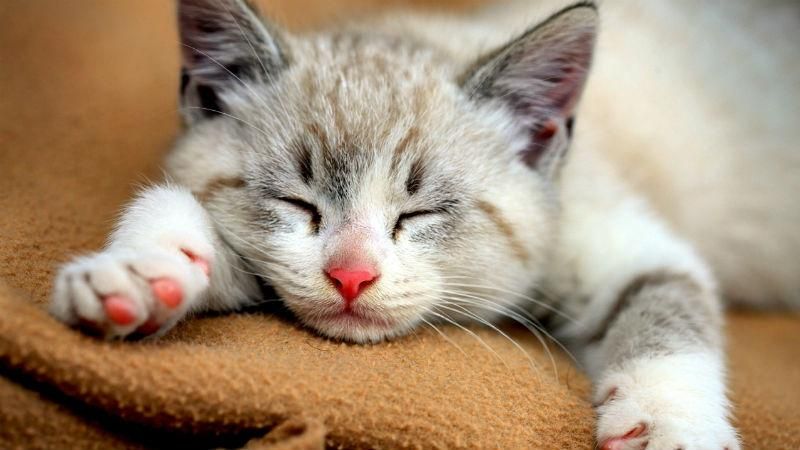 Украина попала в десятку стран, где больше всего в мире котов Украина попала в десятку стран, где больше всего в мире котов