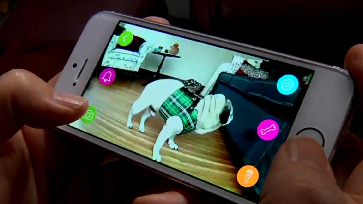 Гаджеты отныне будут иметь и животные Гаджеты отныне будут иметь и животные