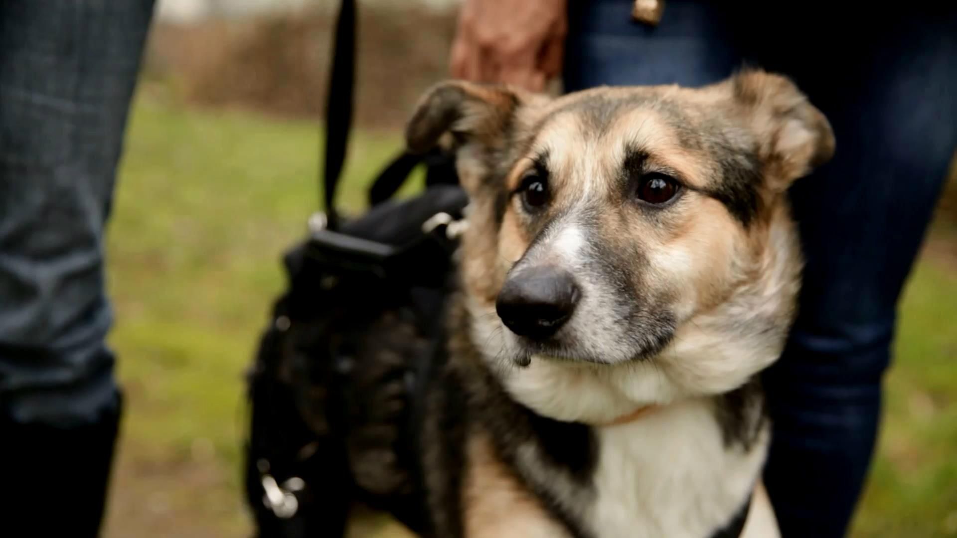 Трогательная история: пес, которому отрезали лапы, учится ходить заново