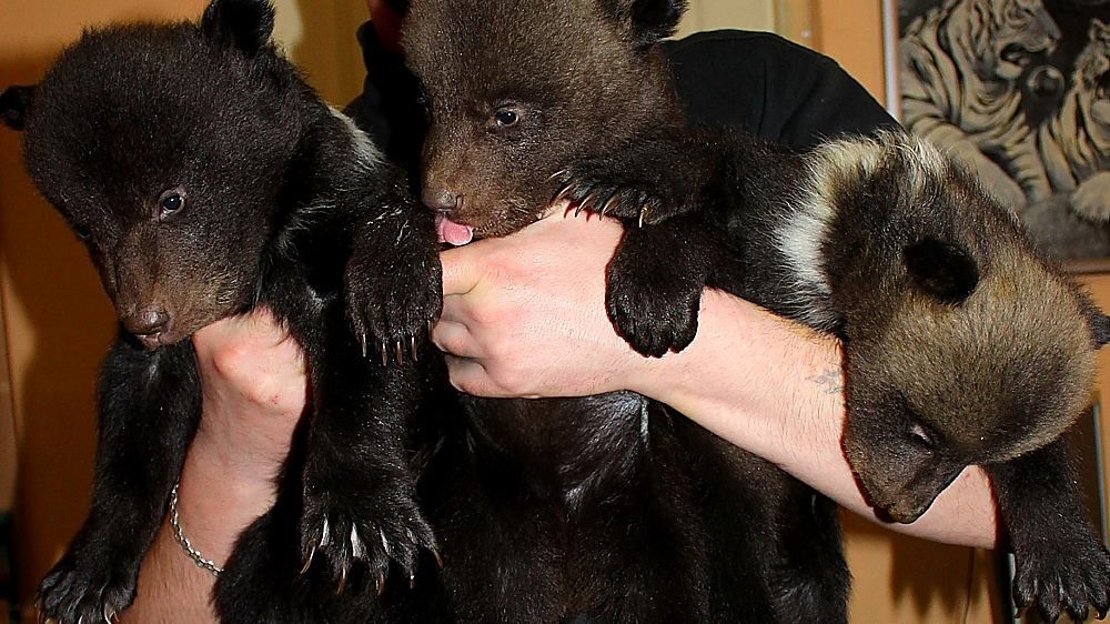 В харьковском зоопарке показали новорожденных медвежат В харьковском зоопарке показали новорожденных медвежат