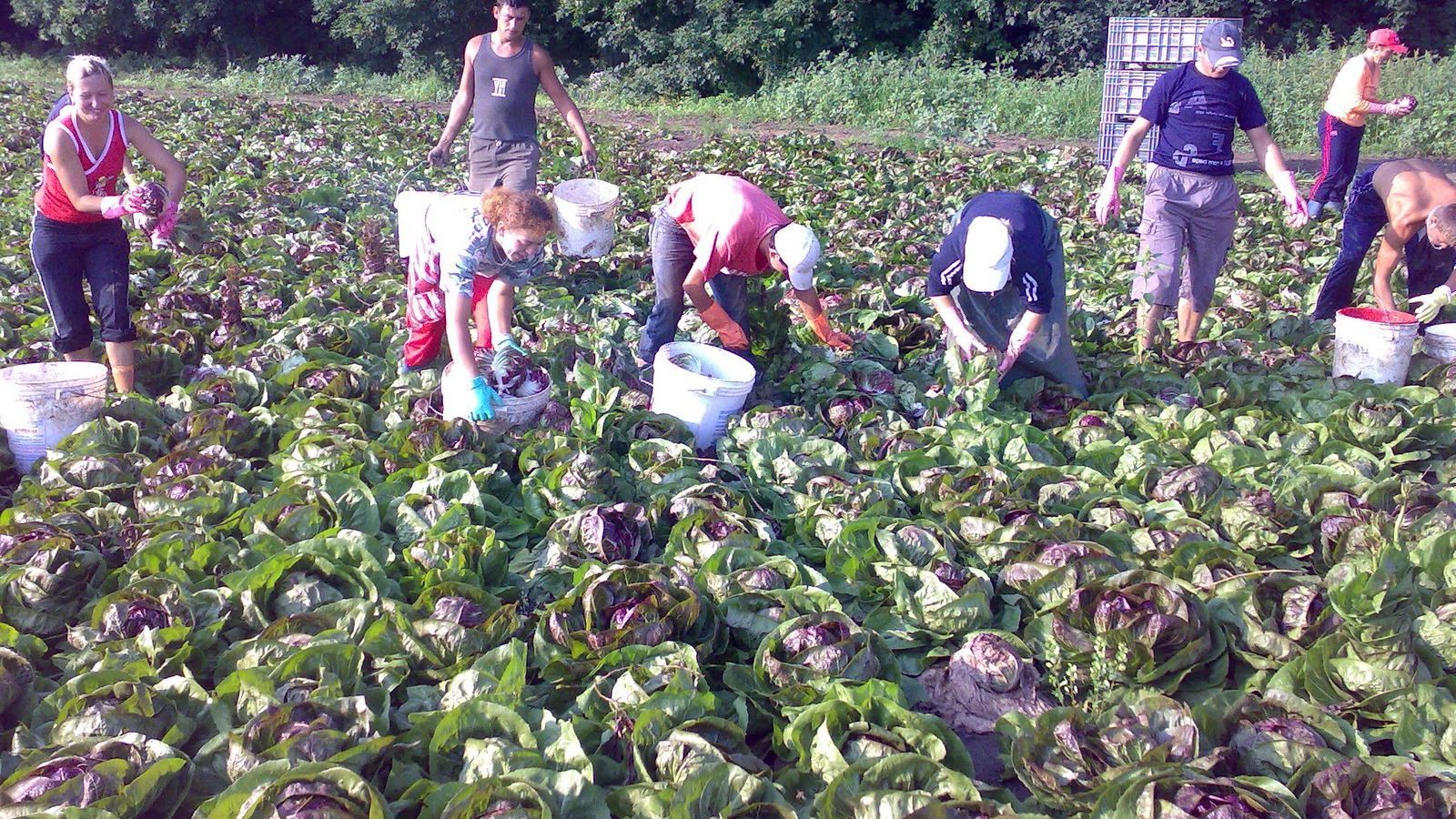 Украинцам станет труднее попасть на сезонные работы в Польшу Украинцам станет труднее попасть на сезонные работы в Польшу