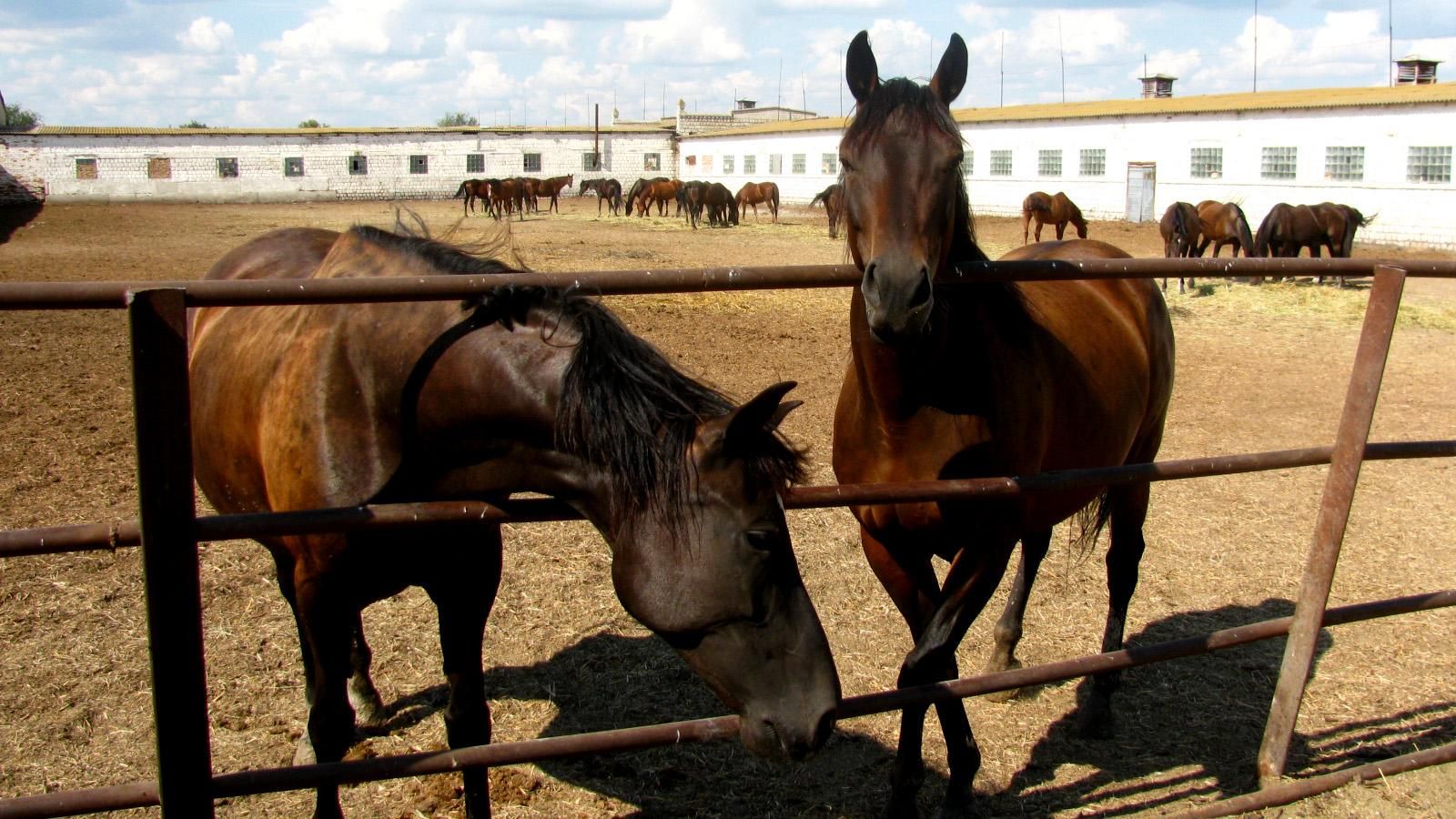Российская служба убила 10 украинских лошадей
