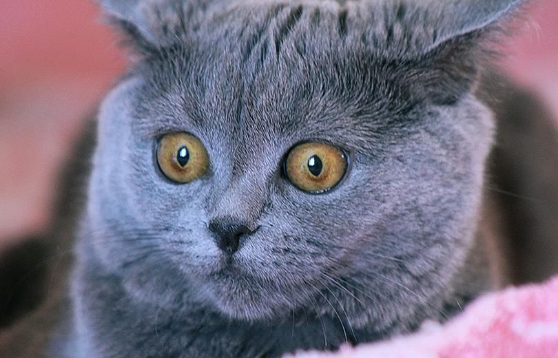 Украина попала в рейтинг стран с наибольшим количеством кошек