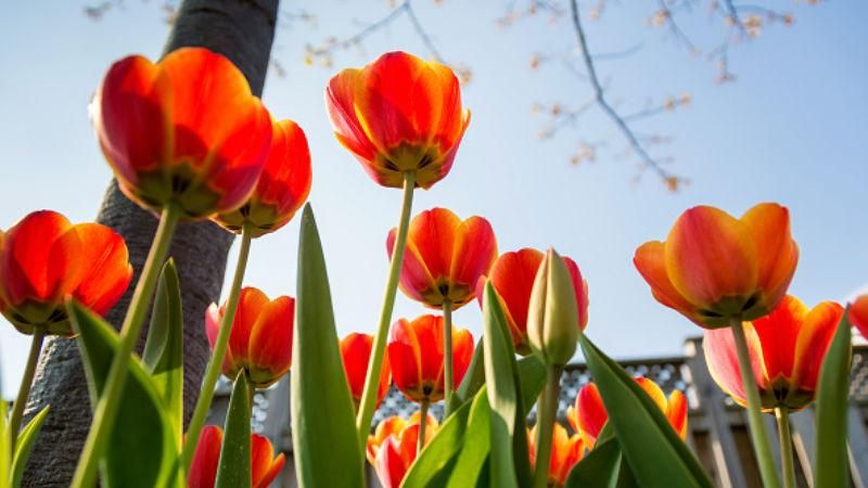В Україну йде справжня весна – місцями до +13 градусів В Україну йде справжня весна – місцями до +13 градусів