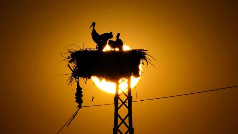 Якими дивними та магічними властивостями українці наділяли лелек в давнину Якими дивними та магічними властивостями українці наділяли лелек в давнину