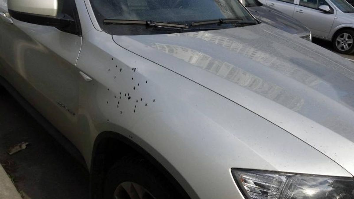 Обстріляли авто адвоката "діамантового прокурора": з’явилися фото Обстріляли авто адвоката "діамантового прокурора": з’явилися фото