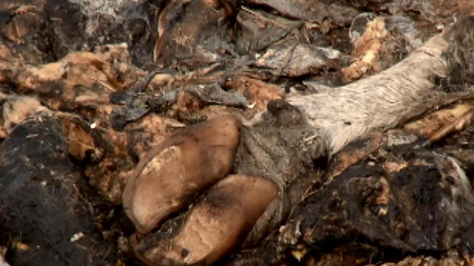 Экологическая катастрофа в Черкасской области: люди бьют тревогу Экологическая катастрофа в Черкасской области: люди бьют тревогу