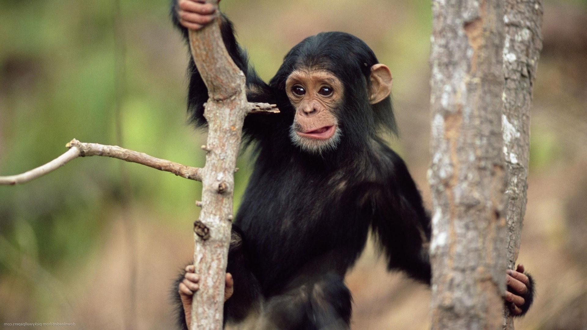 Вслед за дельфинами российскую армию пополнят обезьянами Вслед за дельфинами российскую армию пополнят обезьянами