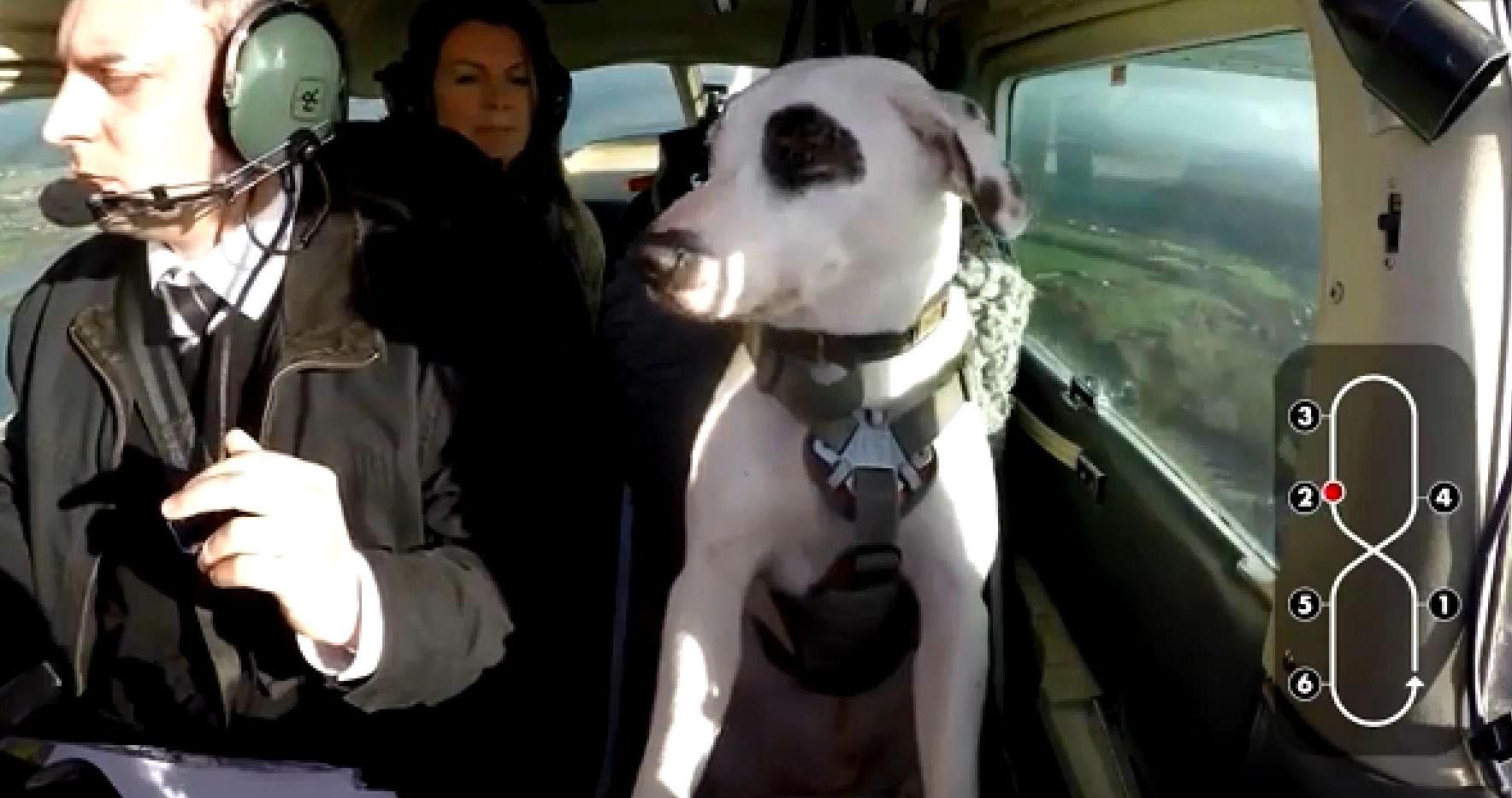 Могут ли собаки управлять самолетами