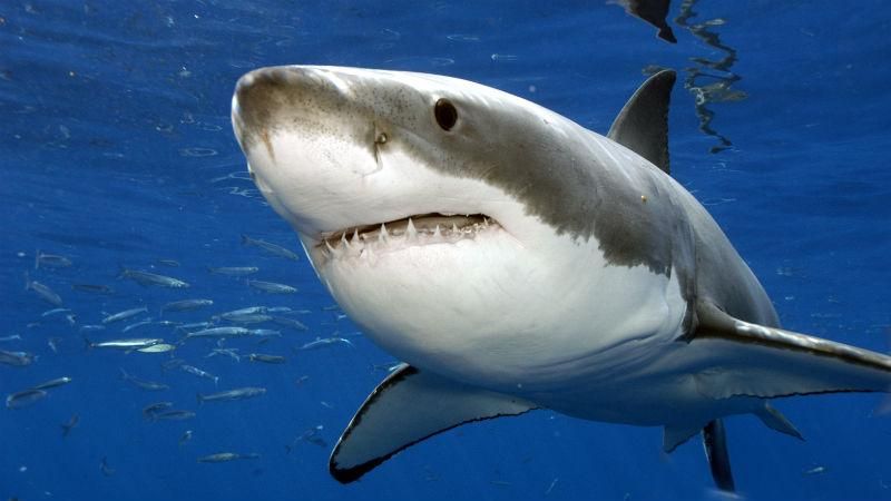 Дрон-спасатель: разработчики представили беспилотник, который следит за акулами