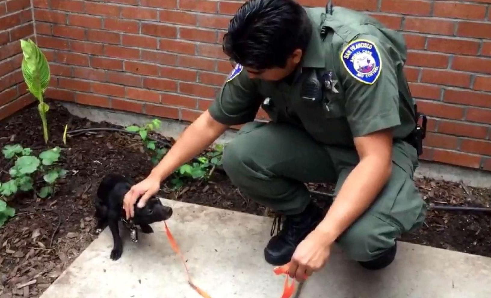 Як ціла група поліцейських у США ловила крихітного песика Як ціла група поліцейських у США ловила крихітного песика